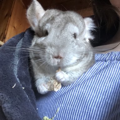 pregnant chinchilla